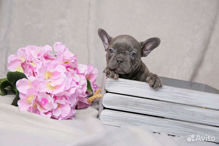 Французский бульдог щенки голубой