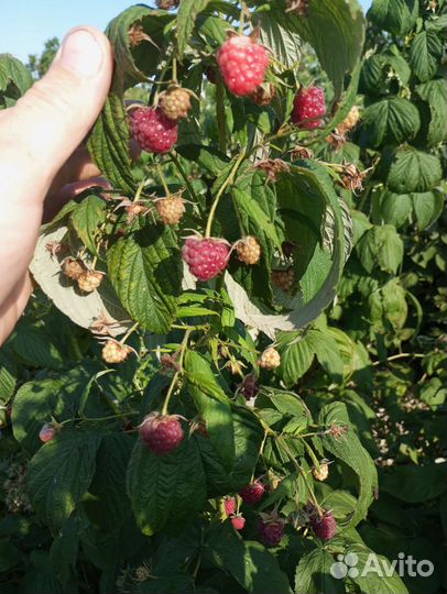 Продажа саженцев малины