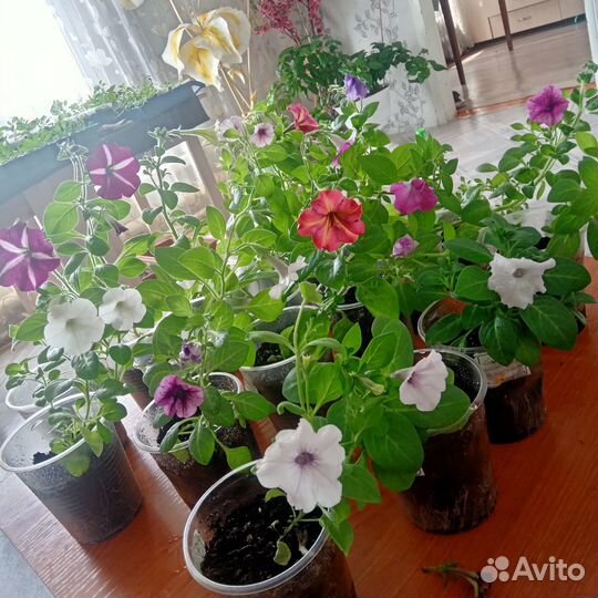 Продам рассаду петуньи,лобелии,кодексы,бегония