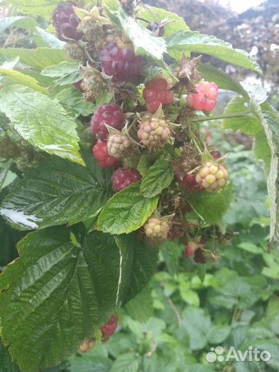 Малина сорт Скоморох крупная сладкая ягода