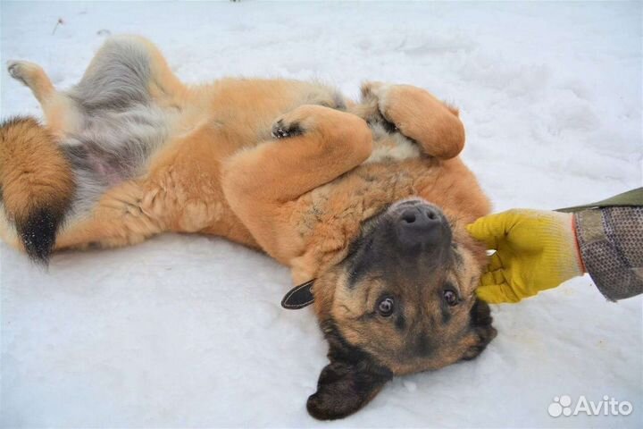 Собака в добрые руки