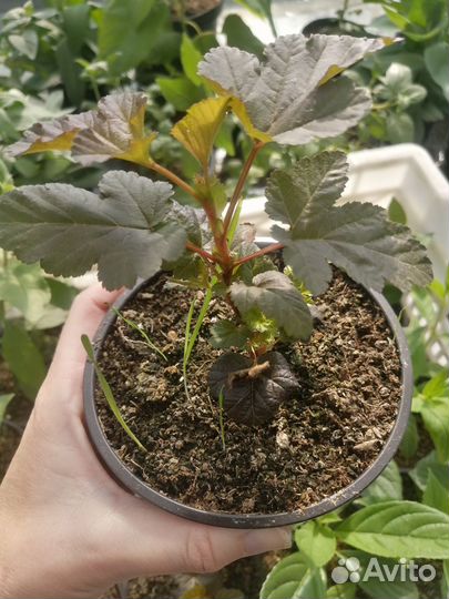 Пузыреплодник калинолистный Леди Ред саженцы