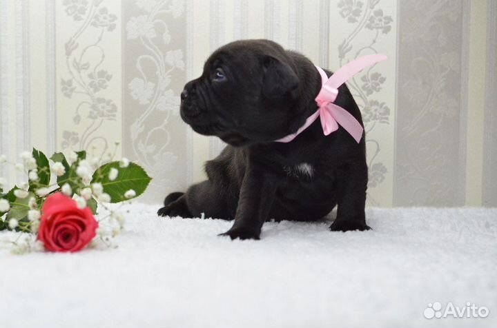 Щенки стаффордширского бультерьера Стаффи Фэмили