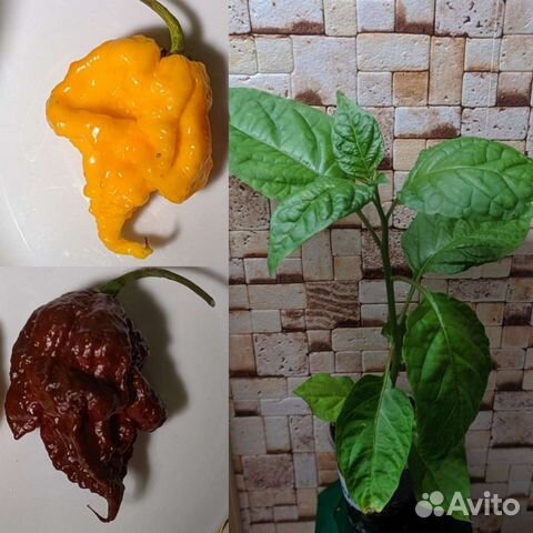 Рассада перца каролина рипер, carolina reaper купить в Санкт-Петербурге ...