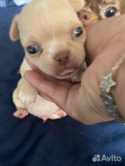 Чихуахуа мини