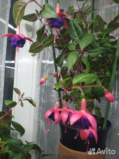 Фуксия adalbert bogner