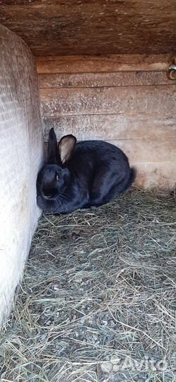 Кролик самец