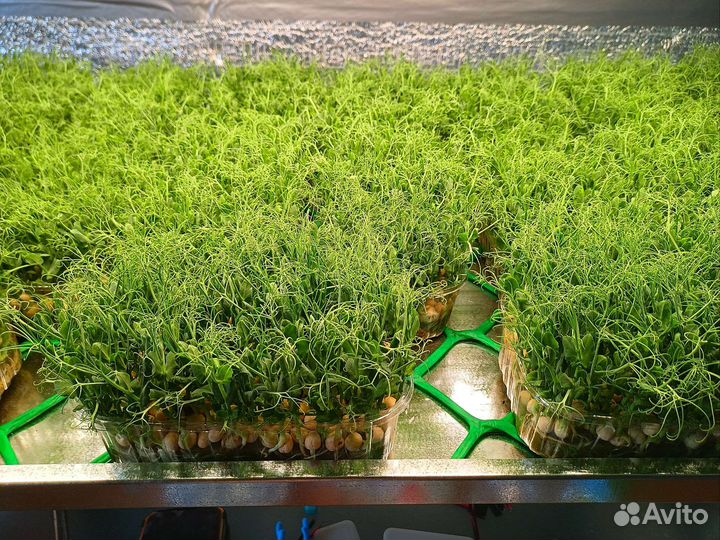 Микрозелень (горох, горчица, редис, брокколи)