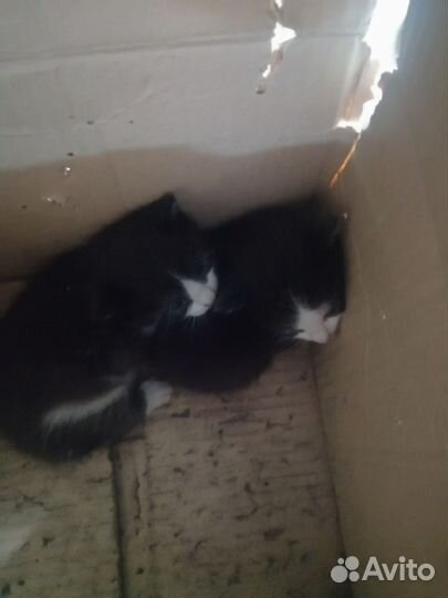 Котята в добрые руки