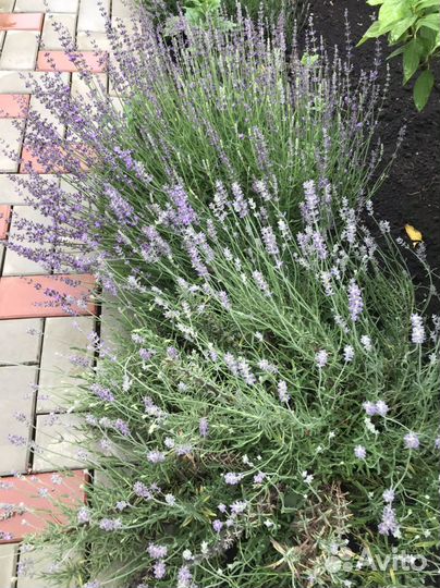 Лаванда