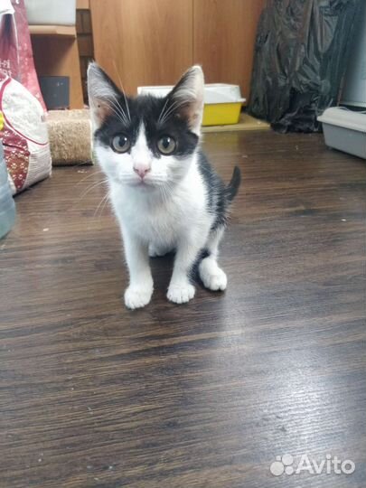 Котенок девочка