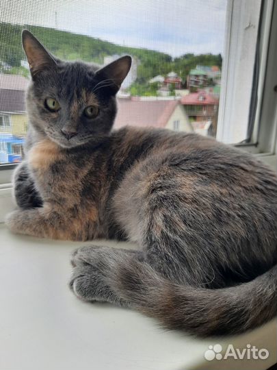 Кошечка-подросток