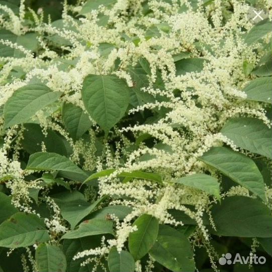 Горец сахалинский