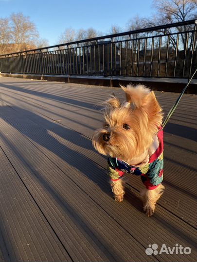 Выгул, передержка собак