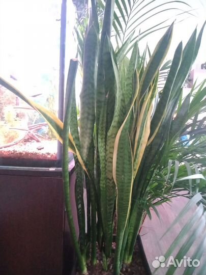 Сансевиерия