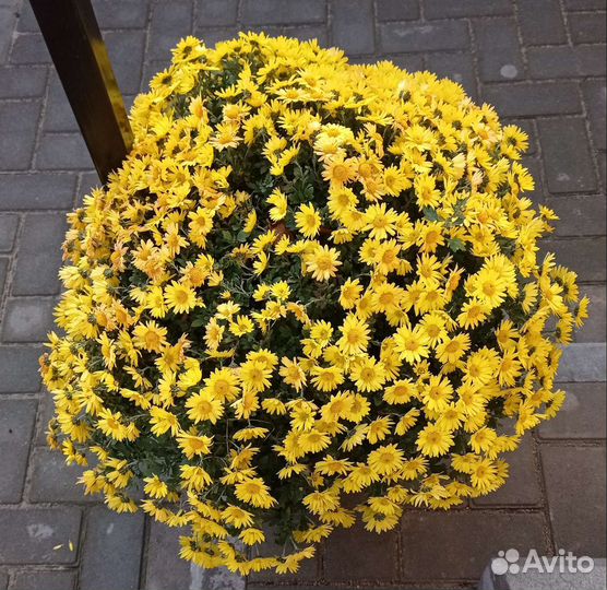 Хризантемы мультифлора