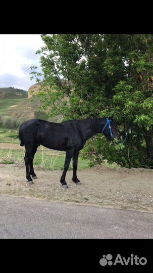 Карачаевский жеребец