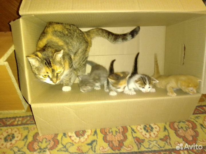 Вислоухие котята в дар