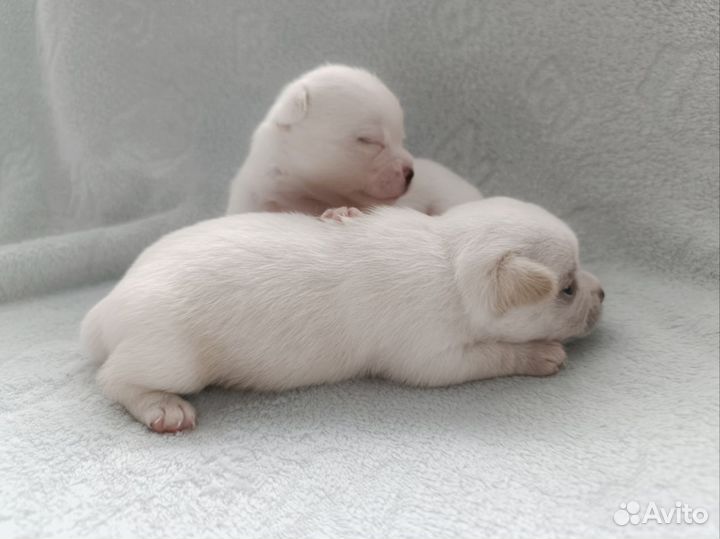 Щенок чихуахуа мальчик