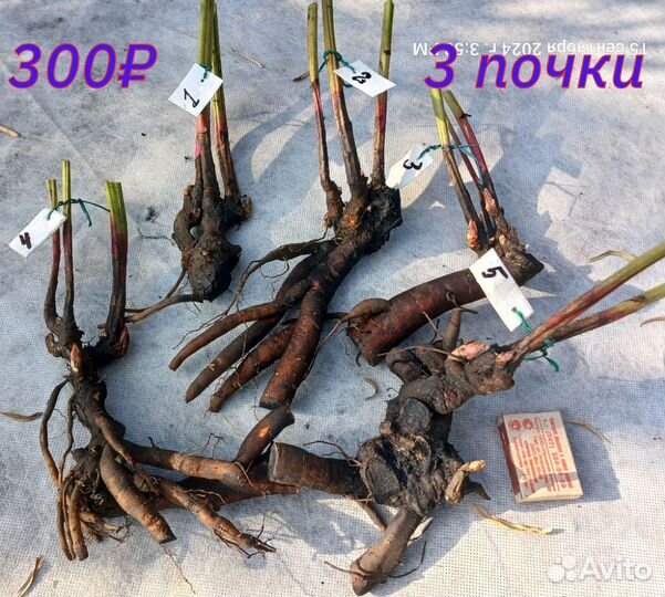Пион