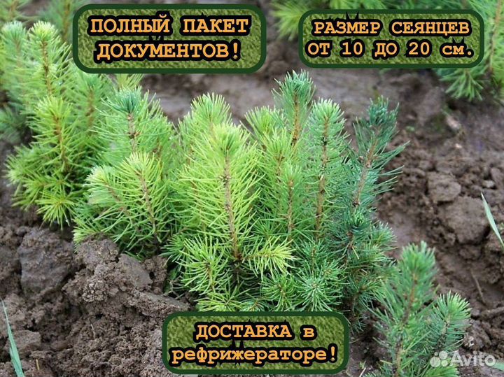 Окс сеянцы сосны и ели
