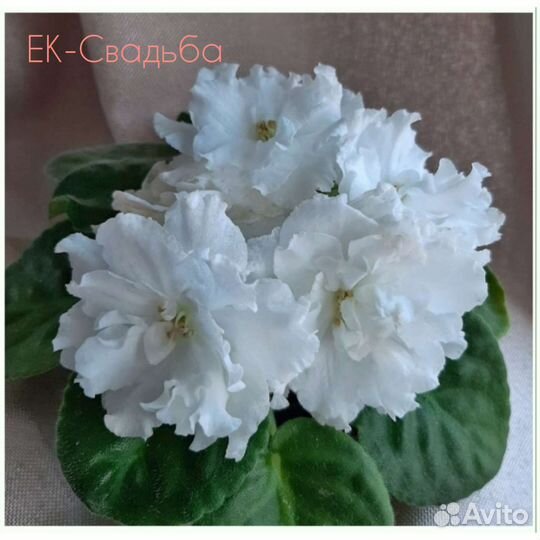 Детки сортовых фиалок