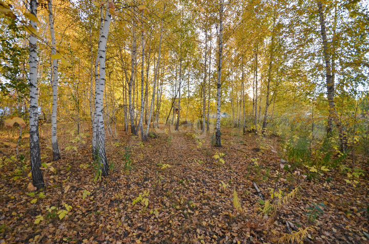 Участок 12 сот. (СНТ, ДНП)