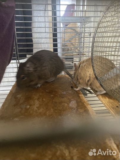 Белки дегу вместе с клеткой