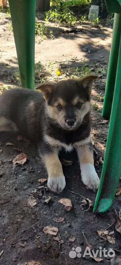 Щенки в добрые руки