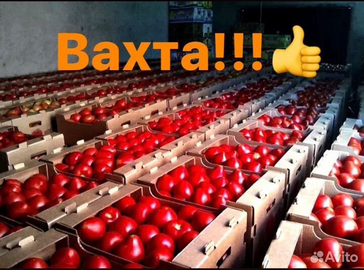 Вахта Тула с жильем от 25 смен Фасовщики в теплицу