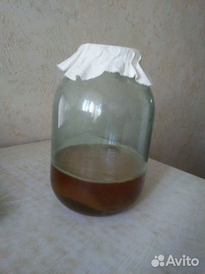 Чайный гриб комбуча