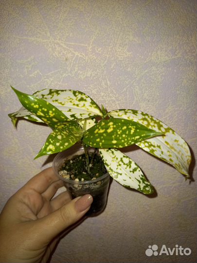 Драцена годзефа (суркулоза)