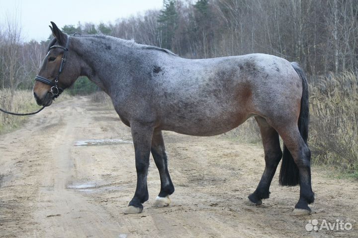 Упряжная и верховая кобыла