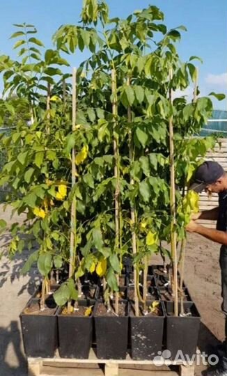 Грецкий орех