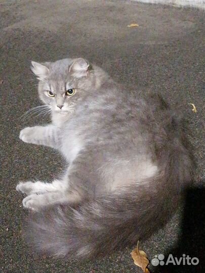 Молодая кошечка