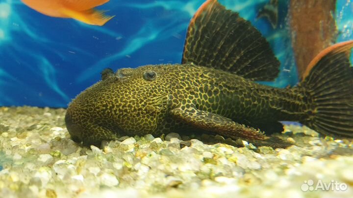 Номерной сом l 600