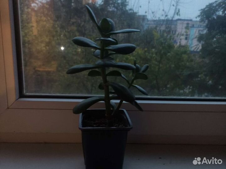 Толстянка крассула