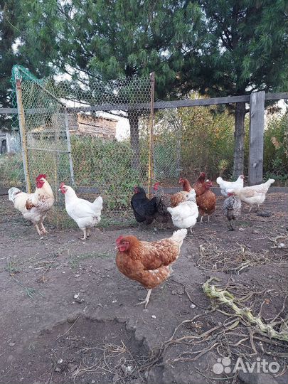 Домашние куриные яйца