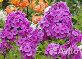 Дицентра,Флоксы многолетние