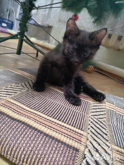 Котята от домашней кошки