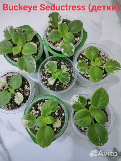 Детки сортовых фиалок