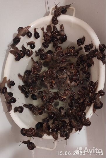 Улитки виноградные