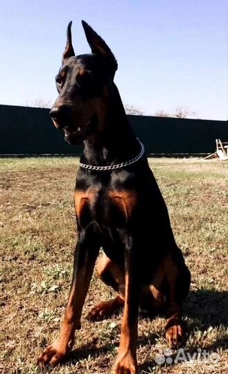 Вязка Доберман