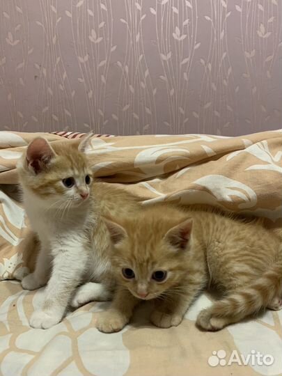 Кошки в добрые руки