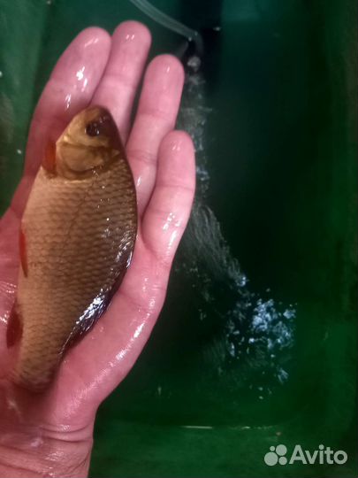 Карась для пруда