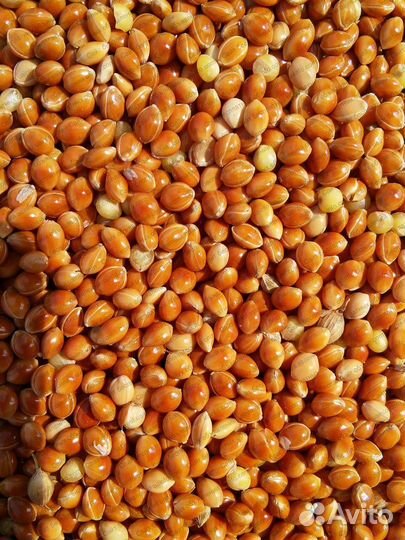 Корма для сельскохозяйственных животных