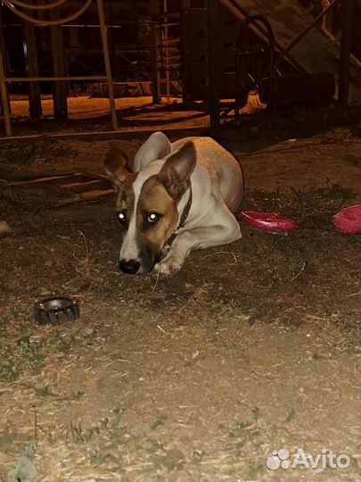 Собаки бесплатно