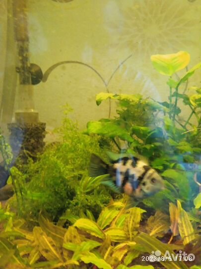 Аквариумные рыбки