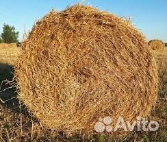 Пшеничная солома в тюках