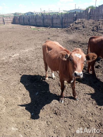 Продам телку 1.5 годовалую